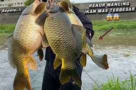 Demo Judi Mancing Ikan Besar